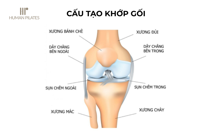CẤU TẠO KHỚP GỐI